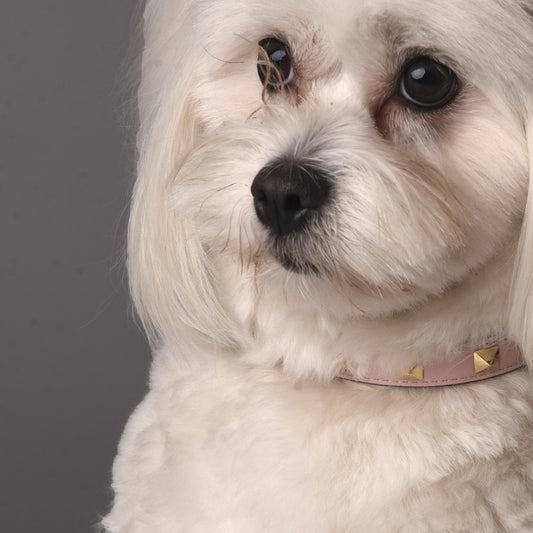 PYRAMID COLLAR by FRIDA FIRENZE WS (PINK)