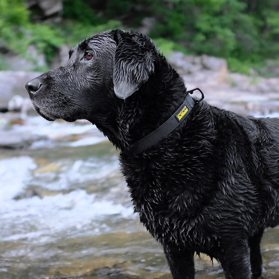 DEWATER COLLAR by CHARLIE'S BACKYARD WS (BLACK)