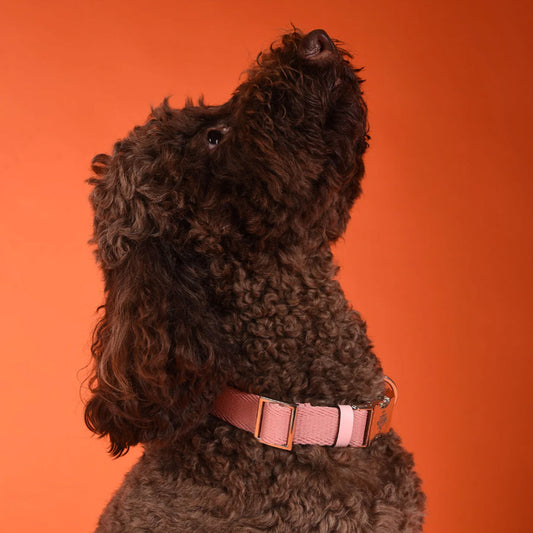 CLASSIC RIBBON COLLAR by FRIDA FIRENZE WS (PINK)