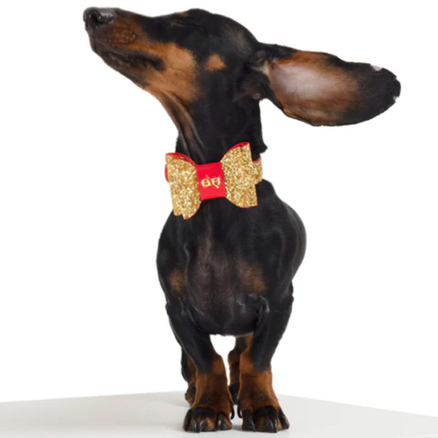 GLAM DOG COLLAR by MOSHIQA WDS (GOLD)