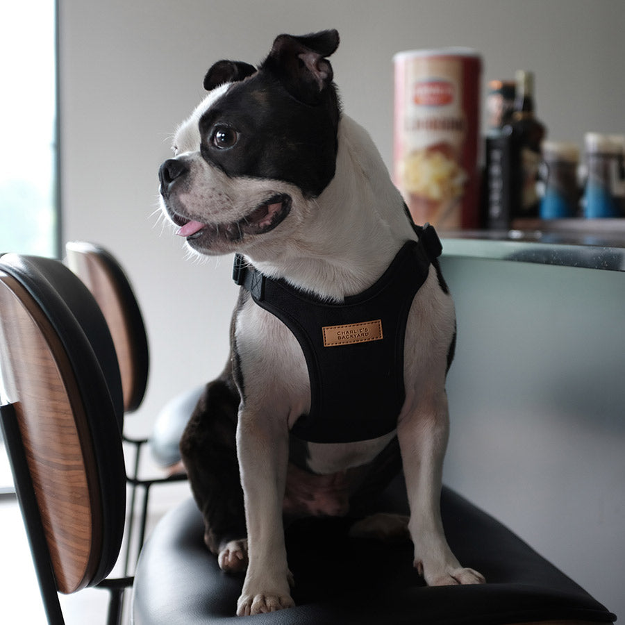 COMFORT HARNESS by CHARLIE'S BACKYARD WS (BLACK)