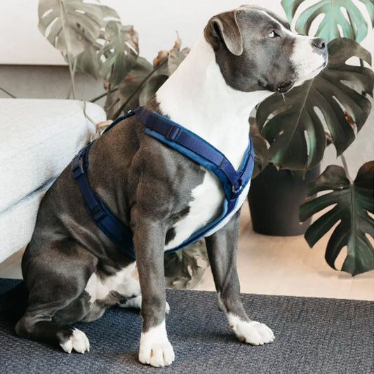 DOG HARNESS ACTIVE VELVET by KENTUCKY WS (NAVY)