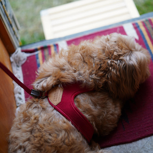 EASY HARNESS by CHARLIE'S BACKYARD WS (RED)