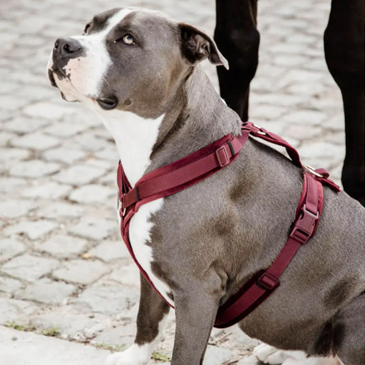 DOG HARNESS ACTIVE VELVET by KENTUCKY WS (BORDEAUX)