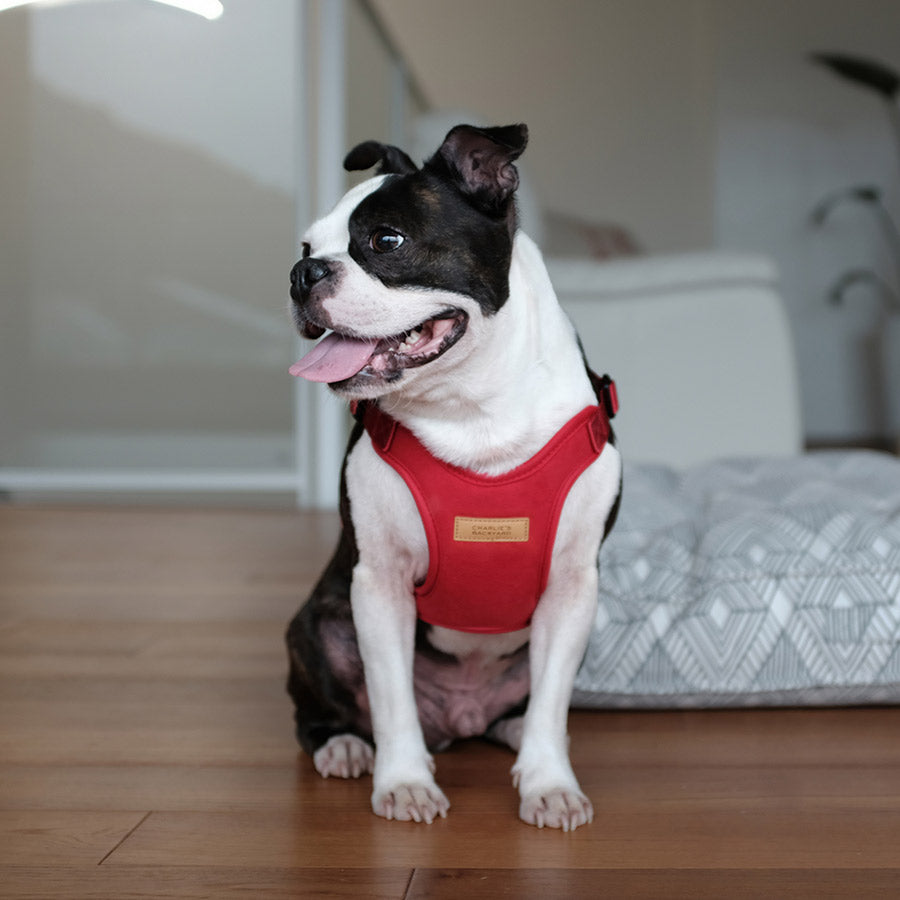COMFORT HARNESS by CHARLIE'S BACKYARD WS (RED)