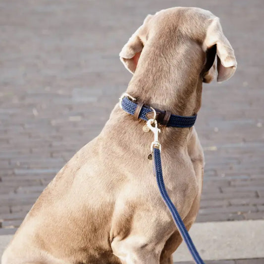 PLAITED NYLON DOG LEASH 200CM by KENTUCKY WS (NAVY)