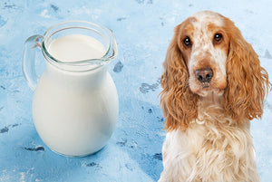 Why is Goat Milk Good for Your Dog?