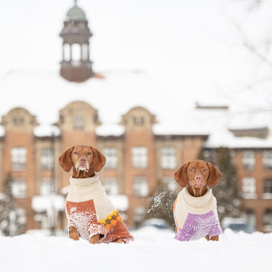 HOW TO KEEP YOUR DOG WARM DURING WINTER