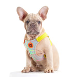 Load image into Gallery viewer, Tartan Dog Harness By Moshiqa
