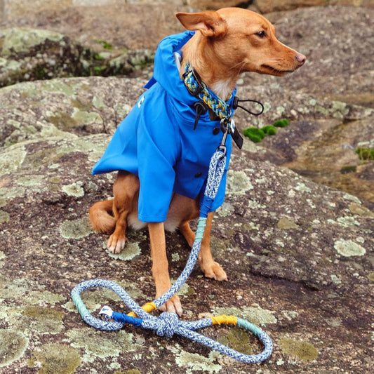 CORME CLASSIC DOG LEASH by THE PAINTER'S WIFE (BLUE)