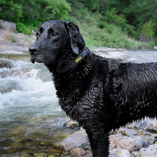 DEWATER COLLAR by CHARLIE'S BACKYARD WS (BLACK)