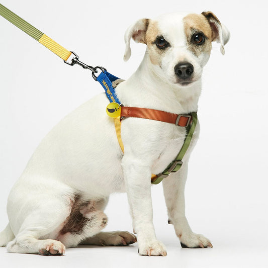 SONIA HARNESS by THE PAINTER'S WIFE (YELLOW AND FOREST GREEN)