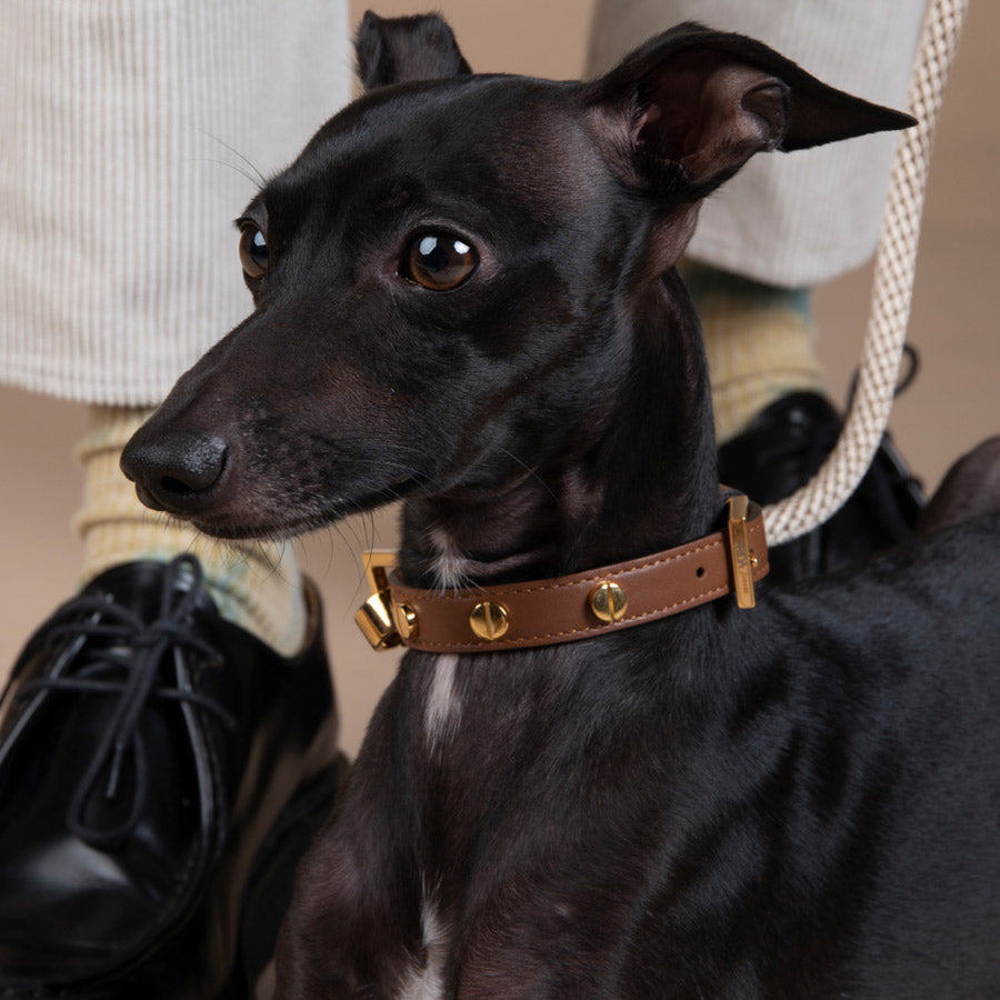 STUD SCREW COLLAR  by FRIDA FIRENZE WS (BROWN)