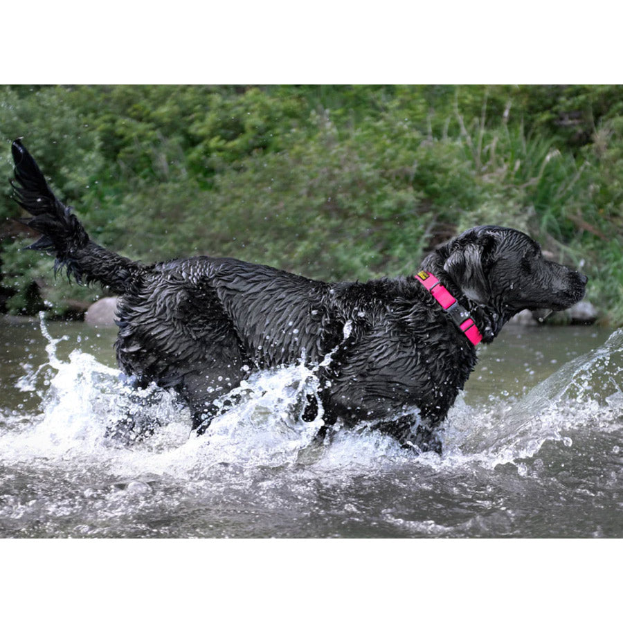 DEWATER COLLAR by CHARLIE'S BACKYARD WS (PINK)