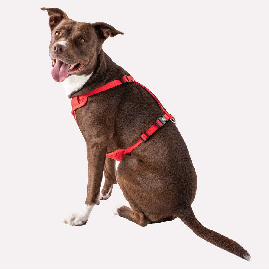 Dog Travel Harness By GFPET