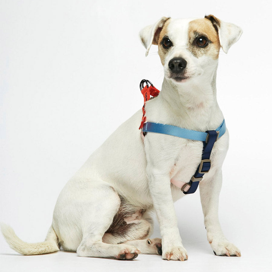 SONIA HARNESS By THE PAINTER'S WIFE (RED AND PINK)