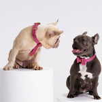 Load image into Gallery viewer, DOG TIE by MOSHIQA DS (PINK)
