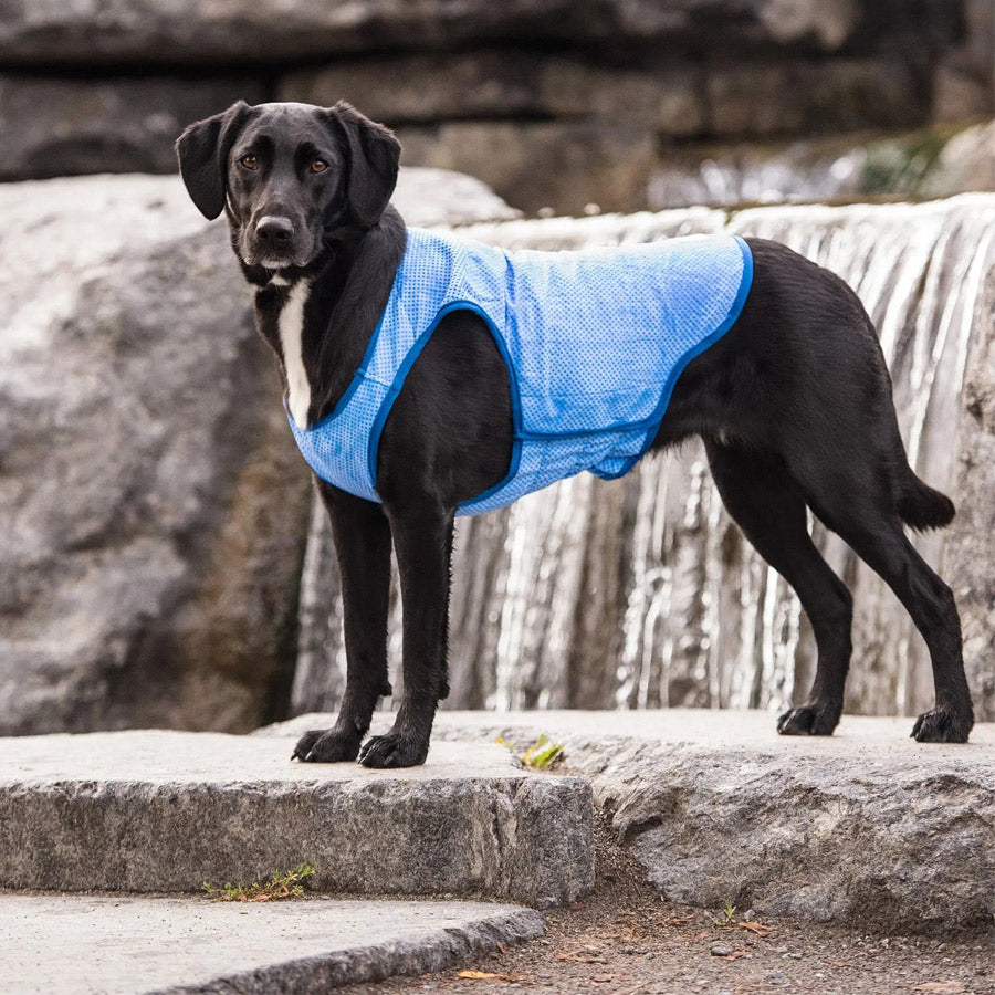 Dog Cooling Vest by GF PET DA