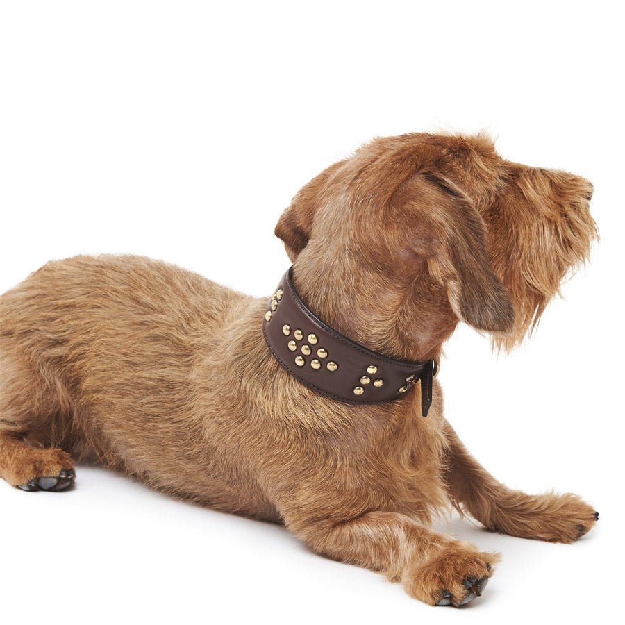 Leather Greyhound Collar by POLDO DOG COUTURE DS (BROWN )