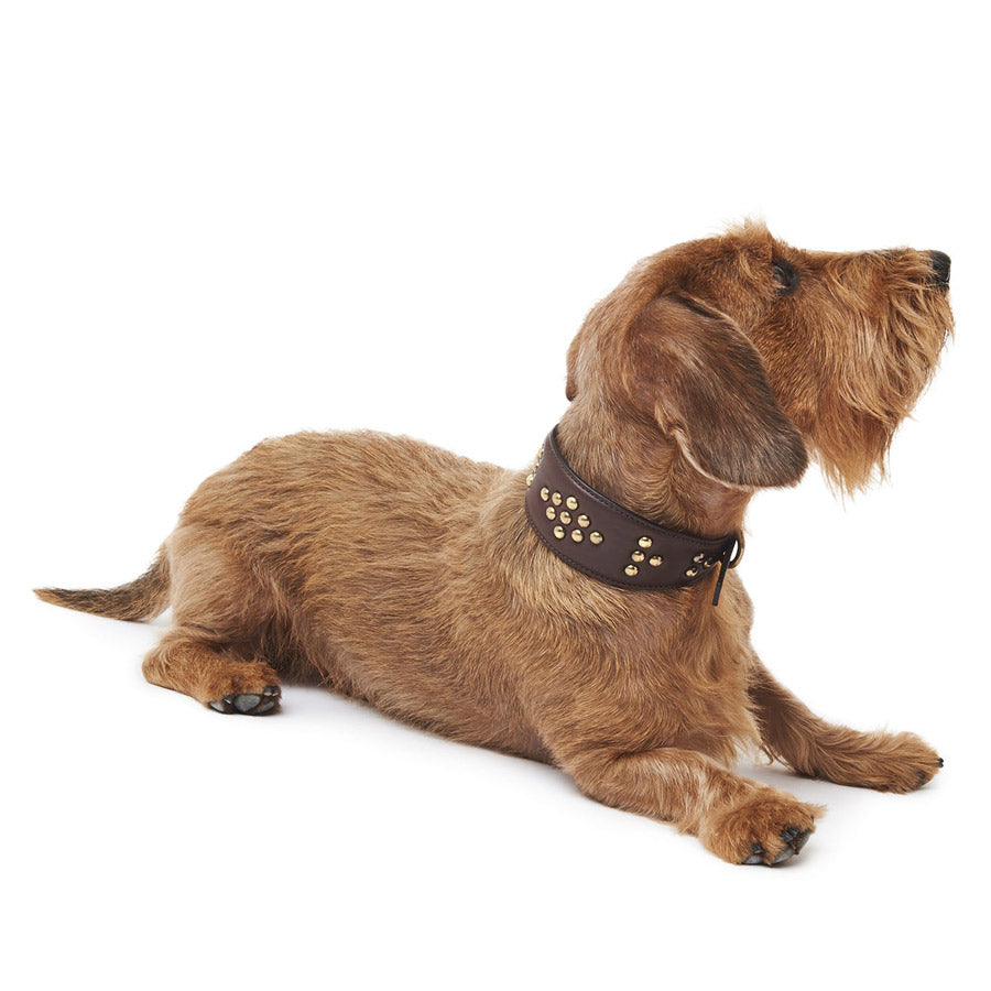 Leather Greyhound Collar by POLDO DOG COUTURE DS (BROWN )