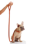 Load image into Gallery viewer, Balley Dog Leash By Moshiqa
