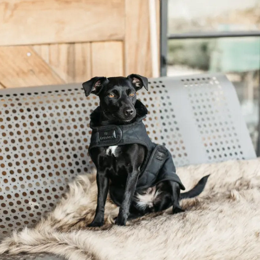 DOG COAT ORIGINAL by KENTUCKY WS (BLACK)