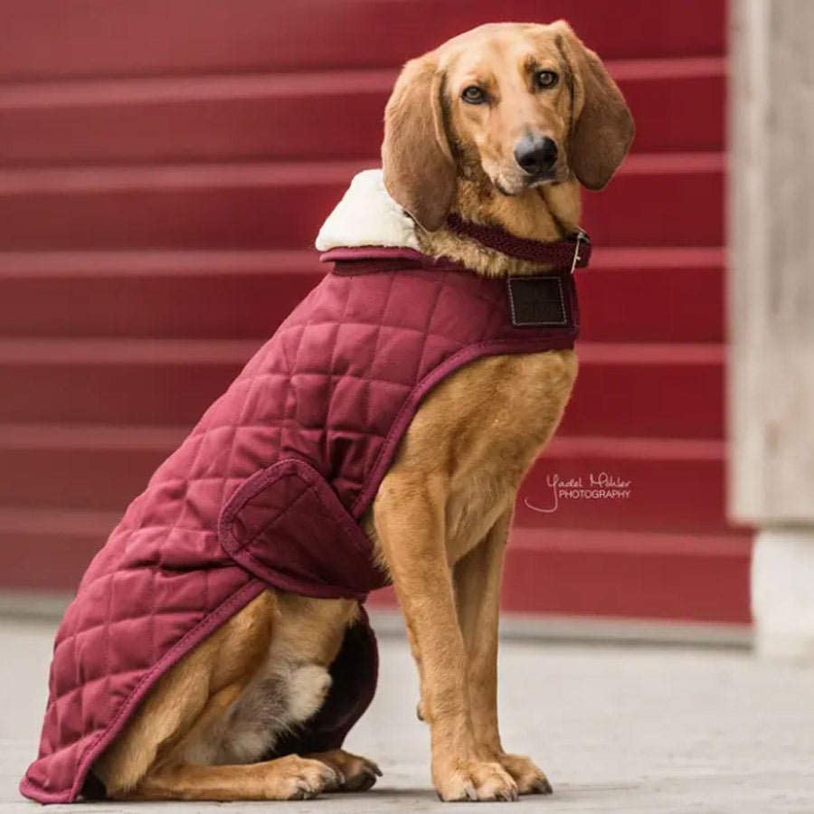 DOG COAT ORIGINAL by KENTUCKY WS (BORDEAUX)