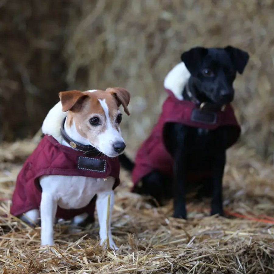 DOG COAT ORIGINAL by KENTUCKY WS (BORDEAUX)