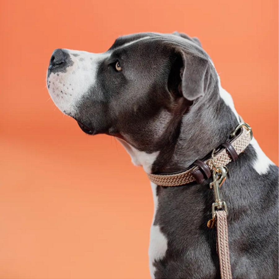 PLAITED NYLON DOG COLLAR by KENTUCKY WS (BEIGE)