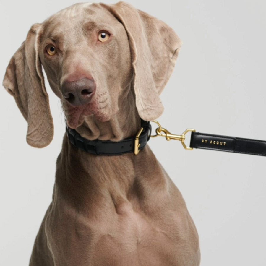 MELA CASPITA COLLAR by BY SCOUT WS (BLACK)