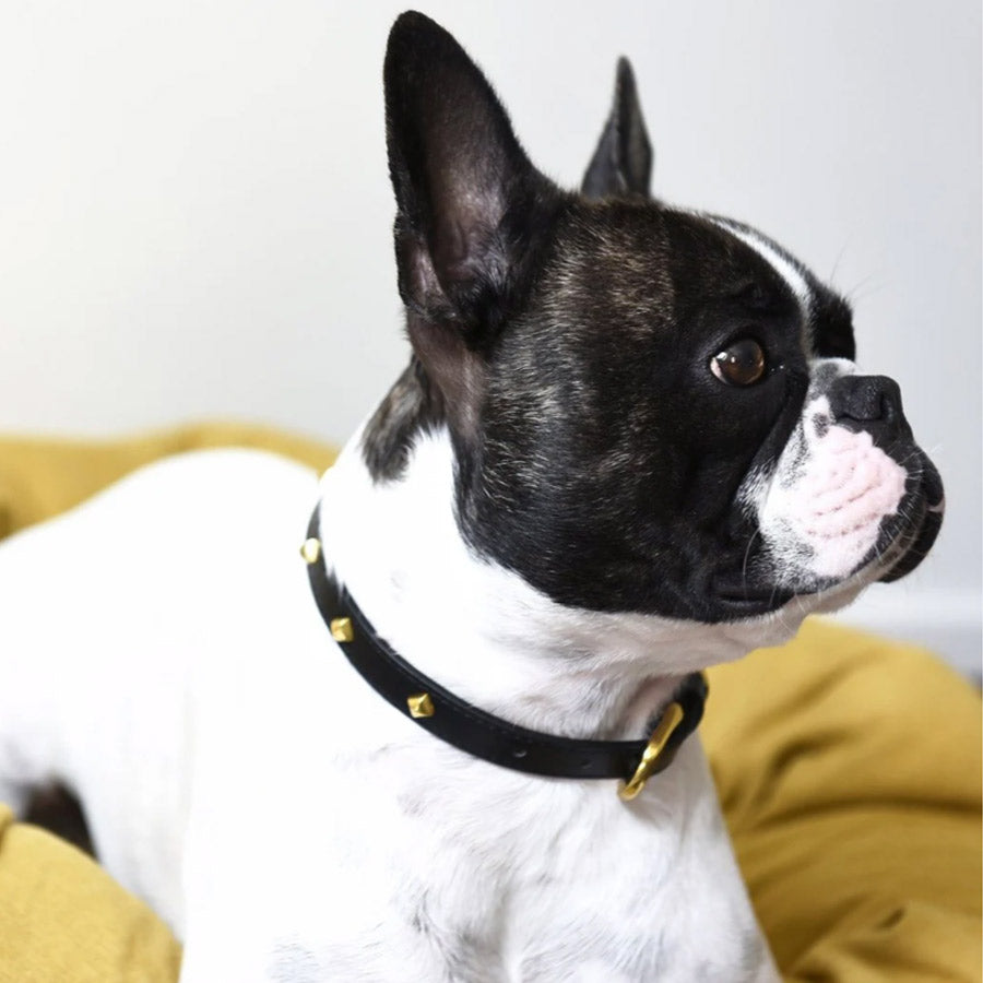 GOLDEN RIVET LEATHER COLLAR by OVERGLAM WDS (BLACK)
