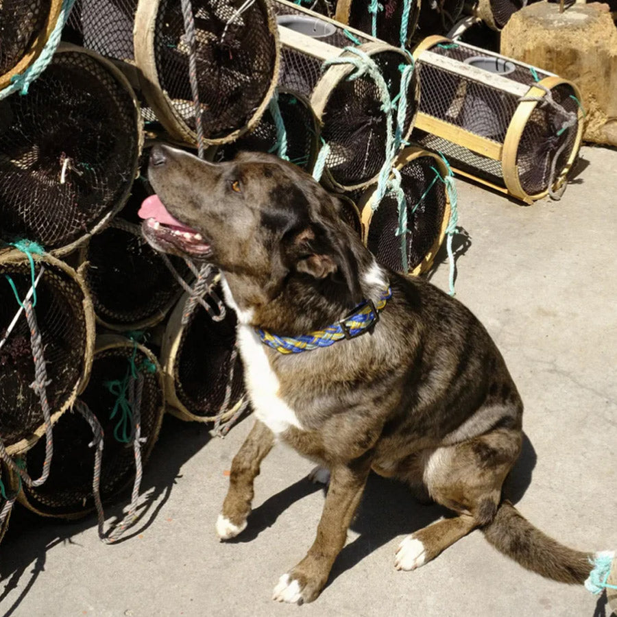 CORME DOG COLLAR by THE PAINTER'S WIFE (BLUE)
