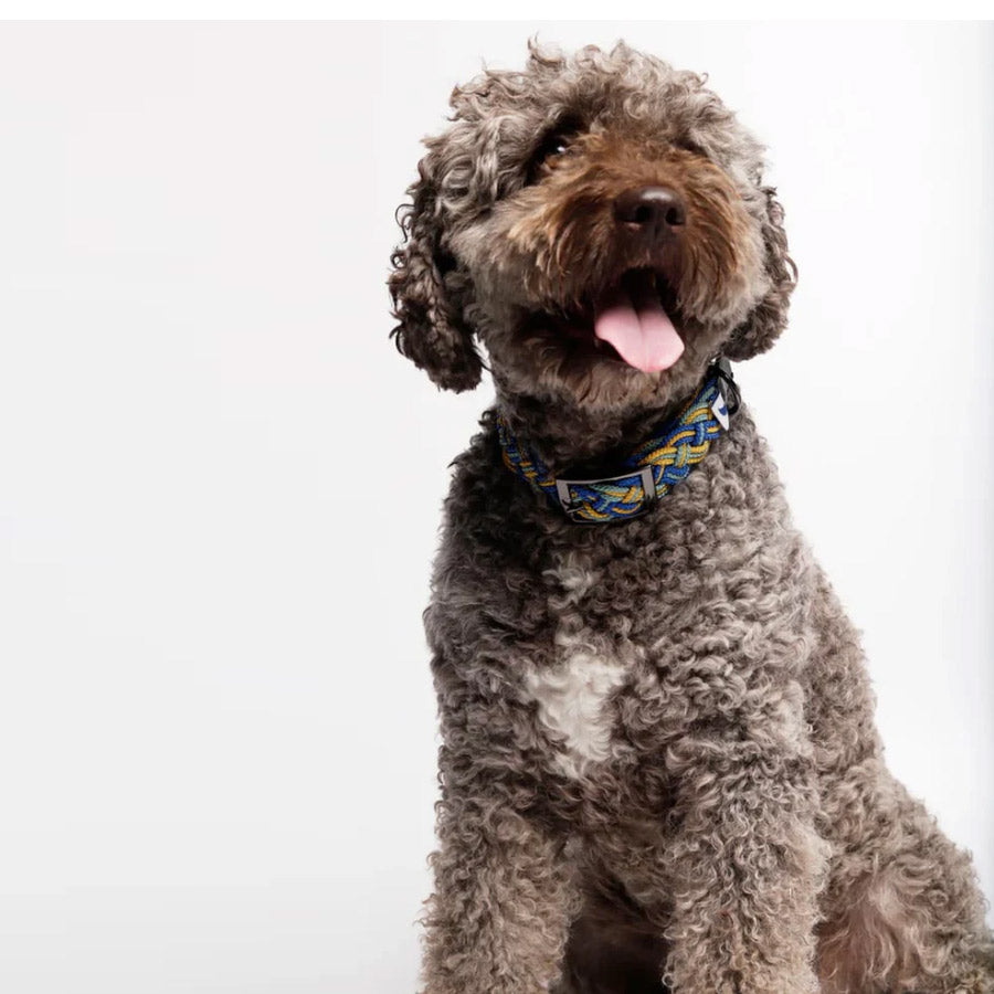 CORME DOG COLLAR by THE PAINTER'S WIFE (BLUE)