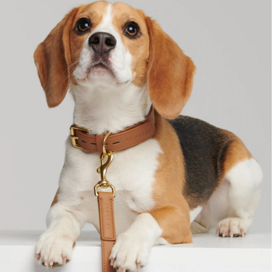 MELA BASIC COLLAR by BY SCOUT WS (COGNAC)