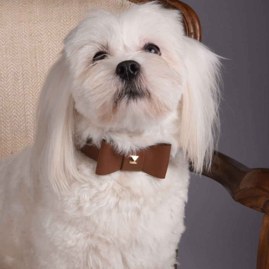 ROCK BOW COLLAR  by FRIDA FIRENZE WS (BROWN)