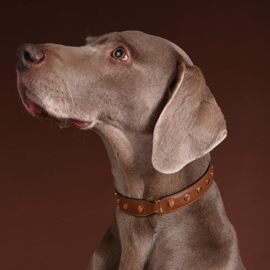 STUD SCREW COLLAR  by FRIDA FIRENZE WS (BROWN)