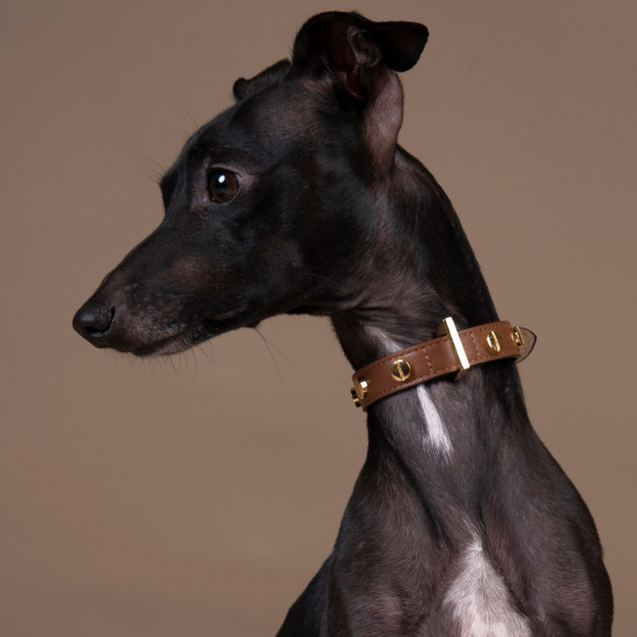 STUD SCREW COLLAR  by FRIDA FIRENZE WS (BROWN)