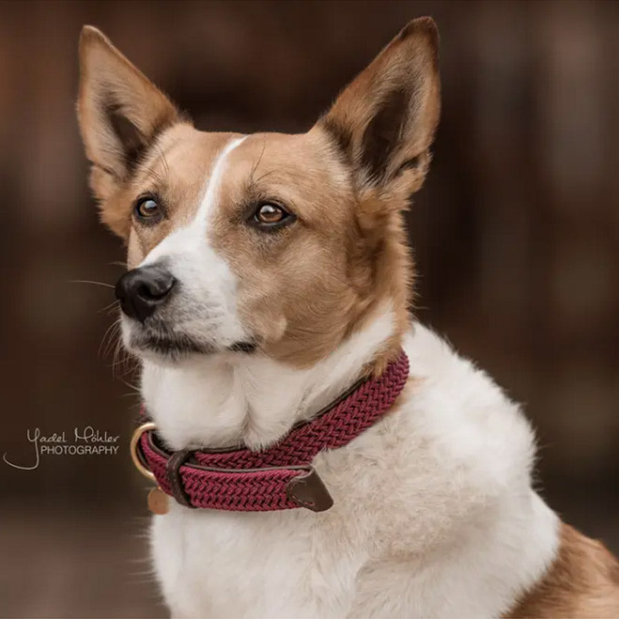 PLAITED NYLON DOG COLLAR by KENTUCKY WS (BORDEAUX)