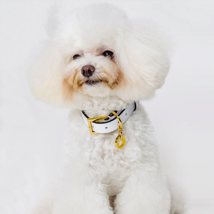 PREMIUM LEATHER COLLAR by OVERGLAM WDS (WHITE)