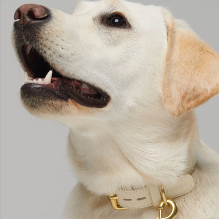 MELA BASIC COLLAR by BY SCOUT WS (CREAM)