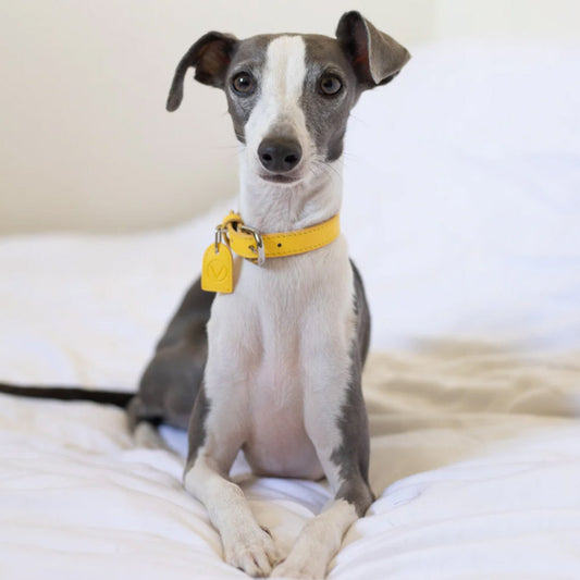 LEATHER COLLAR by OVERGLAM WDS (YELLOW)