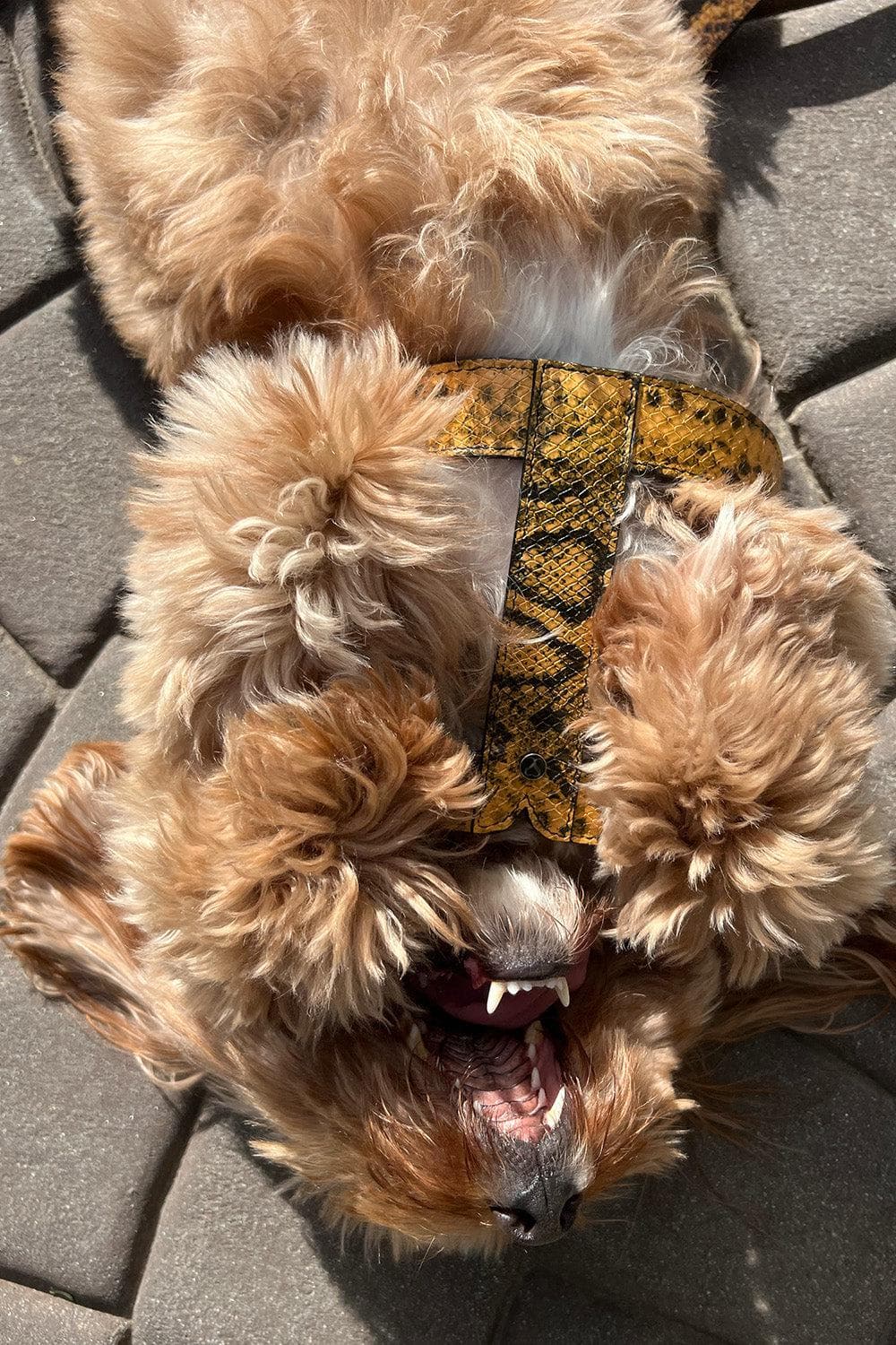 Noah Harness in Embossed Yellow & Black Leather