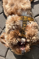 Load image into Gallery viewer, Noah Harness in Embossed Yellow &amp; Black Leather
