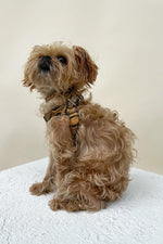 Load image into Gallery viewer, Noah Harness in Embossed Yellow &amp; Black Leather
