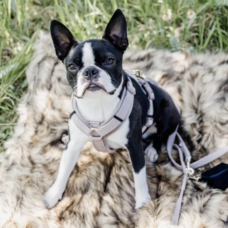 DOG HARNESS ACTIVE VELVET by KENTUCKY WS (BEIGE)