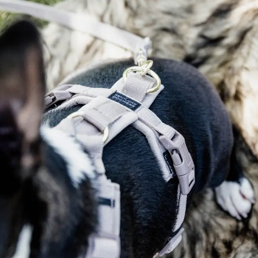 DOG HARNESS ACTIVE VELVET by KENTUCKY WS (BEIGE)