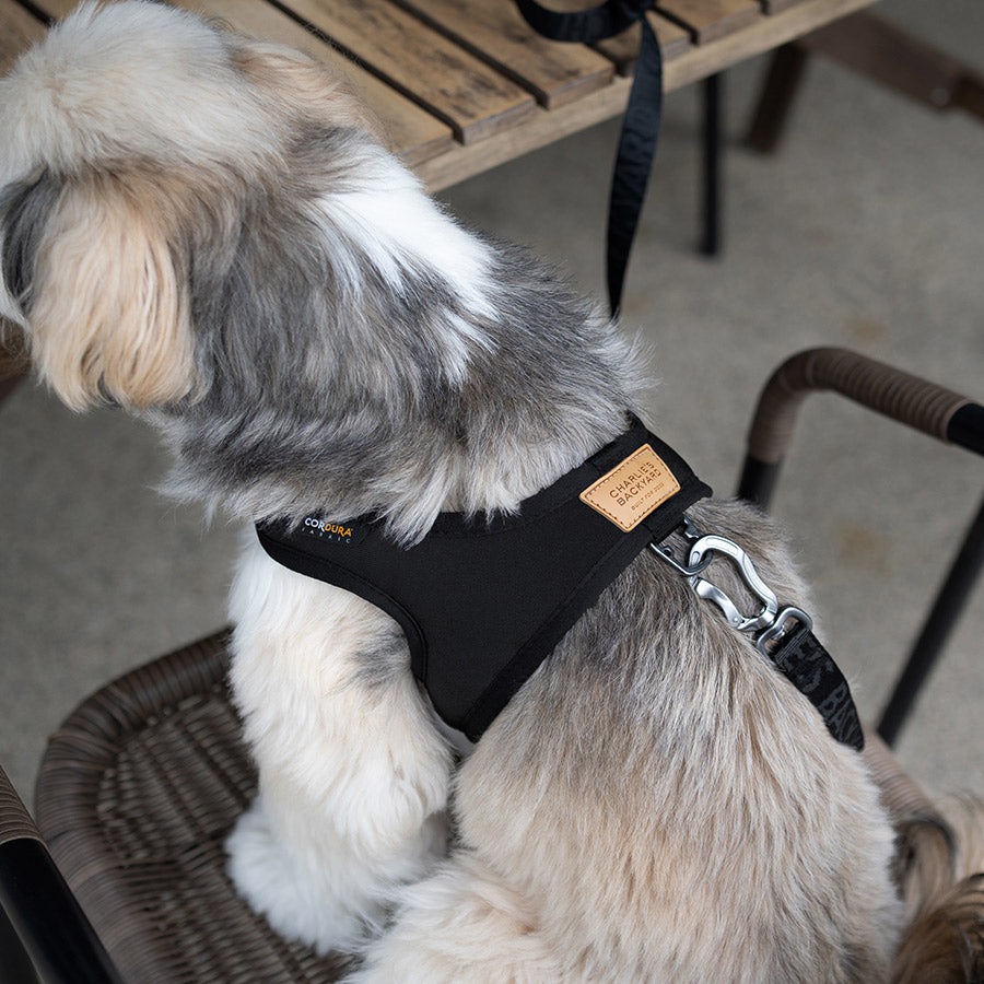 TOWN HARNESS by CHARLIE'S BACKYARD WS (BLACK)