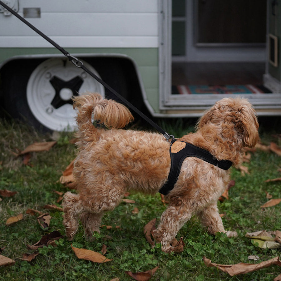 EASY HARNESS by CHARLIE'S BACKYARD WS (BLACK)