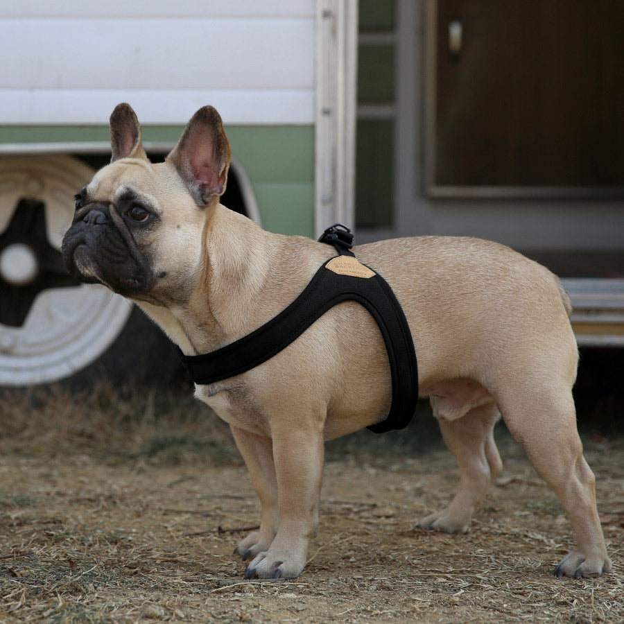 BUCKLE UP EASY HARNESS by CHARLIE'S BACKYARD WS (BLACK)