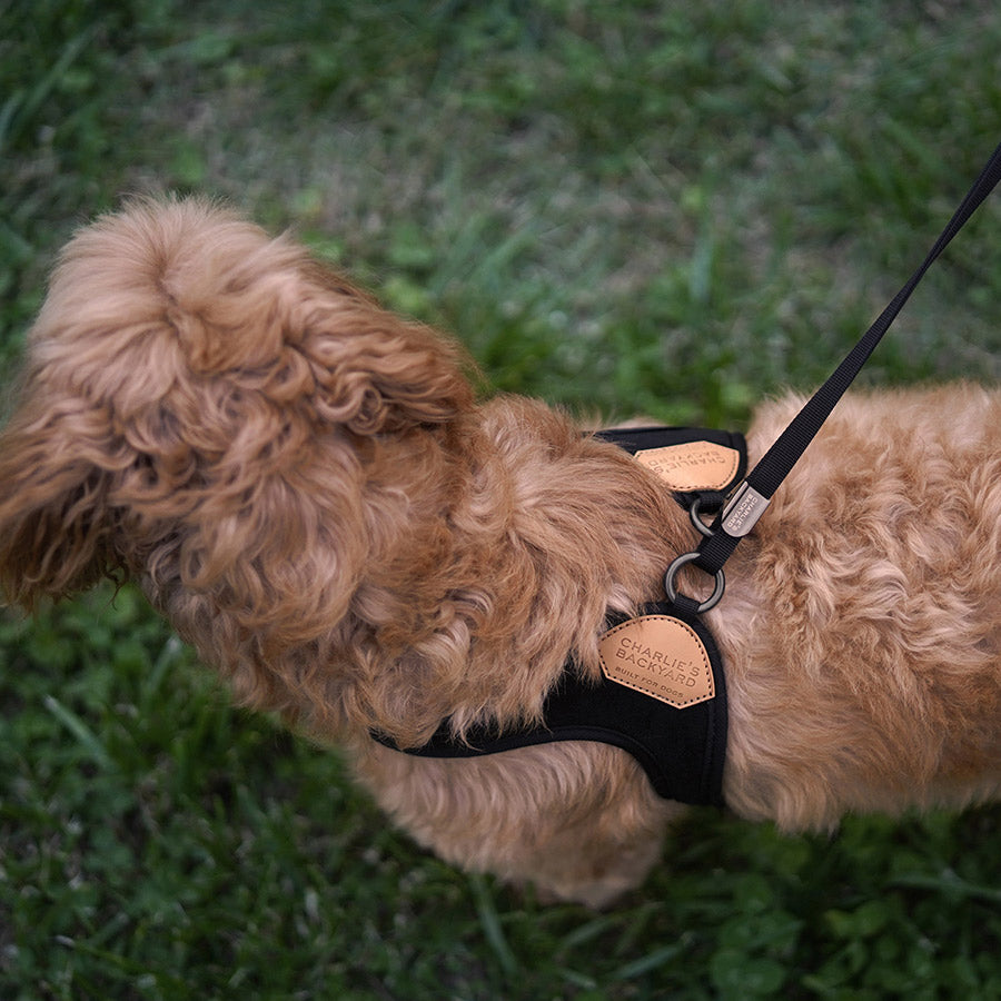 EASY HARNESS by CHARLIE'S BACKYARD WS (BLACK)